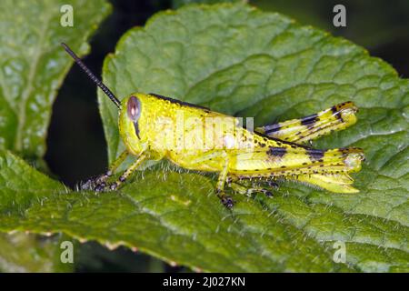Grasshopper gigante, Valanga irregolarità. Conosciuto anche come Giant Valanga o Hedge Grasshopper. Ninfa istar verde brillante. Coffs Harbour, New South Wales, Australia Foto Stock
