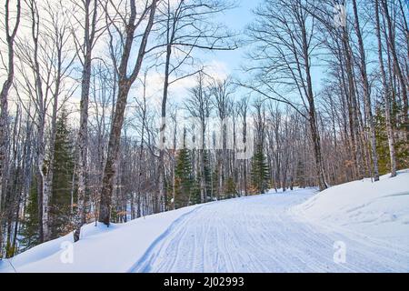 Strada innevata nella foresta invernale Foto Stock