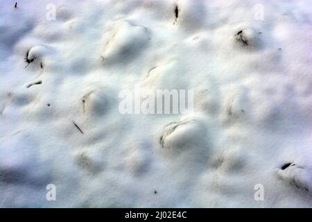 Bianco soffice neve coperta e si trova sulla terra nera, campo, giardino. Foto Stock