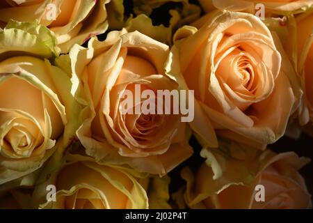 Bellissimo bouquet di rose rosa, belle e festose. Molte rose di pesca carine e carine con un bordo verde giallo. Foto Stock