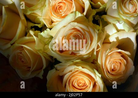 Bellissimo bouquet di rose rosa, belle e festose. Molte rose di pesca carine e carine con un bordo verde giallo. Foto Stock