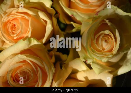 Bellissimo bouquet di rose rosa, belle e festose. Molte rose di pesca carine e carine con un bordo verde giallo. Foto Stock