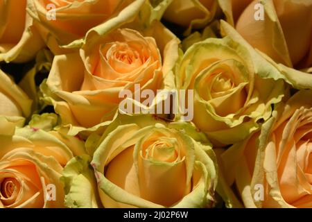 Bellissimo bouquet di rose rosa, belle e festose. Molte rose di pesca carine e carine con un bordo verde giallo. Foto Stock