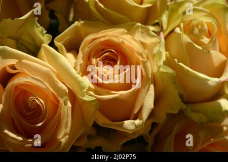 Bellissimo bouquet di rose rosa, belle e festose. Molte rose di pesca carine e carine con un bordo verde giallo. Foto Stock
