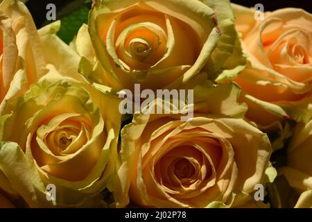 Bellissimo bouquet di rose rosa, belle e festose. Molte rose di pesca carine e carine con un bordo verde giallo. Foto Stock