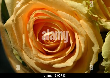 Bellissimo bouquet di rose rosa, belle e festose. Molte rose di pesca carine e carine con un bordo verde giallo. Foto Stock