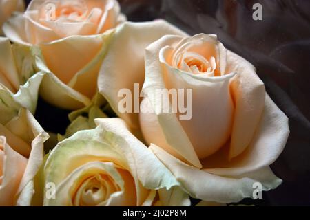 Bellissimo bouquet di rose rosa, belle e festose. Molte rose di pesca carine e carine con un bordo verde giallo. Foto Stock