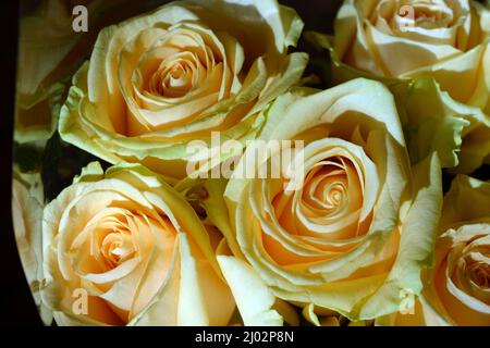 Bellissimo bouquet di rose rosa, belle e festose. Molte rose di pesca carine e carine con un bordo verde giallo. Foto Stock