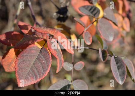 L'autunno, l'insolita bellezza della natura, le bellissime foglie verdi rosse di rose sono ancora situate sui rami del bosco. Foto Stock