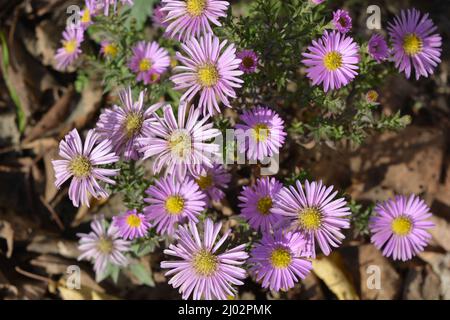 Clima Сolorful, splendidi fiori viola autunnali che crescono sul cortile della strada. Sentabrinkas o astri illuminati dai raggi luminosi del sole. Foto Stock