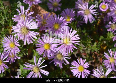 Clima Сolorful, splendidi fiori viola autunnali che crescono sul cortile della strada. Sentabrinkas o astri illuminati dai raggi luminosi del sole. Foto Stock