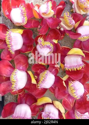 Primo piano di Couroupita guianensis, fiore di palla di cannone. Foto Stock