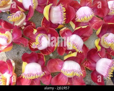 Primo piano di Couroupita guianensis, fiore di palla di cannone. Foto Stock