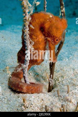 A lungo muso di cavalluccio marino o snelle a cavallo di mare (Hippocampus reidi), San Vincenzo, Stato di Grenada Foto Stock