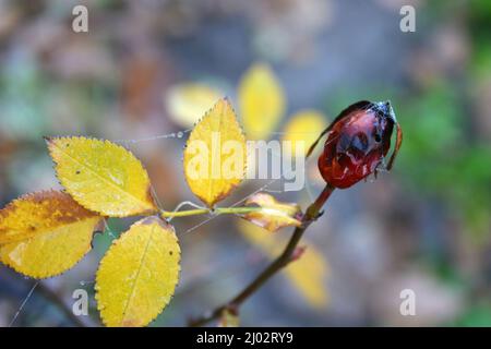 Bella e bella natura autunnale. Foglie asciutte gialle-verdi sui rami di cespugli di rose che crescono nel giardino di casa. Foto Stock