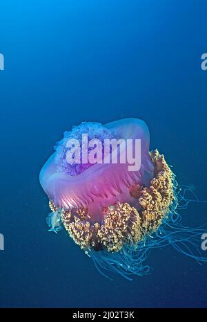 Crowned Jellyfish (Cefea cephea), Sulawesi, Indonesia, Asia Foto Stock