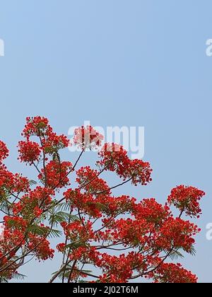 Krishnachura o Flame Tree o Gulmohar. Nome botanico Delonix Regia. Bhadrak, Odisha, India Foto Stock