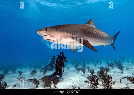 Subacqueo che fotografa uno squalo Tigre (Galeocerdo cuvier), Bahamas, Caraibi, Oceano Atlantico Foto Stock