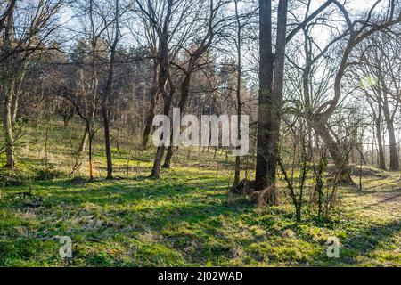 Foresta nel parco cittadino di Sremska Kamenica, vicino Novi Sad, Serbia. Foto Stock
