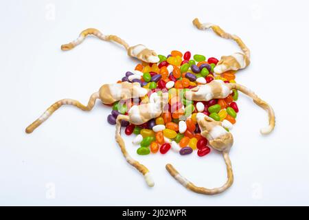 Collezione mista di caramelle colorate, pillole di gelatina caramelle, caramelle a forma di mouse isolato su sfondo bianco Foto Stock