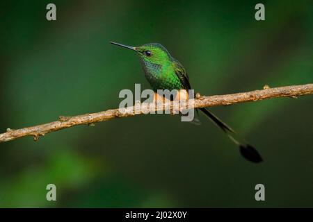 Peruviano gobbo a coda di racchetta, Ocreatus underwoodii peruanus, con sbuffi di zampa di busto arancione, Sumaco in Ecuador. Uccello lucido tinny seduto sul Foto Stock