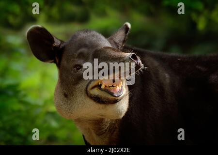 Ridendo tapir cheery con muso aperto in natura. Il tapiro di Baird'America Centrale, Tapirus bairdii, nella vegetazione verde. Primo piano ritratto di rara anima Foto Stock