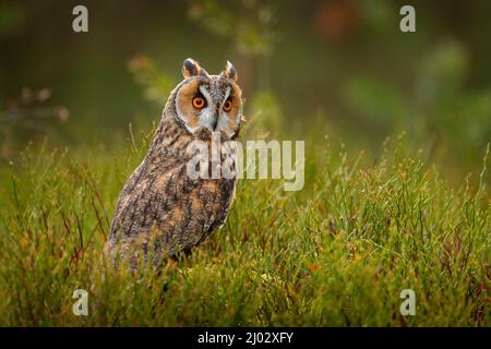 Asio otus, Owl dalle orecchie lunghe, immerso nel verde della foresta di larici caduti durante le giornate buie. Scena faunistica dall'habitat naturale. portra faccia Foto Stock