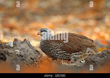 Natal spurfowl francolin, Pternistis natalensis, uccello nell'habitat naturale, Mana Pools NP, Zimbabwe in Africa. Luce serale con uccello sulla ghiaia Foto Stock