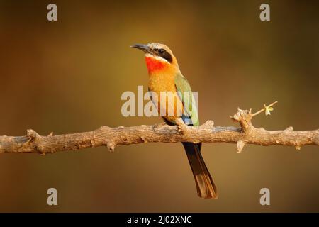 Ape-fronted bianco-mangiatore, bullockoides di Merops, foresta in Tanzania, Africa. Dettaglio ritratto della testa di uccelli rossi e arancioni esotici in abitudine naturale Foto Stock