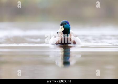 Maschio Mallard anatra [ Anas platyrhynchos ] su acqua con riflessione e muto morbido fuori fuoco sfondo e primo piano Foto Stock