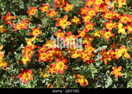 fioritura bur marigold nel giardino Foto Stock