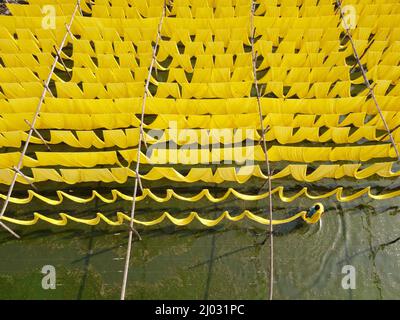 Narayanganj, Dhaka, Bangladesh. 16th Mar 2022. I lavoratori appendono migliaia di diversi tessuti colorati su fili di ferro legati tra un telaio di bambù e costantemente li trasformano in modo che si asciughino perfettamente in campo allagato a Narayanganj, Bangladesh. I fili di ferro sono usati fra una struttura di bambù per generare le linee giganti di lavaggio per la parte finale del processo di tintura mentre i tessuti sono asciugati nel sole. I fili luminosi di panni blu, rosa, arancione e verde-tinti appendono sopra il campo erboso in una rete abbagliante di colori interbloccanti. Questa è la parte finale del processo di tintura dopo la quale il panno è Foto Stock