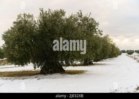 Uliveto nevoso in un pomeriggio invernale a Toledo, Spagna Foto Stock