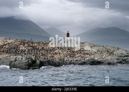 Re Cormorani alle isole del canale di Beagle su una roccia con un faro in Patagonia, vicino Ushuaia, Argentina Foto Stock