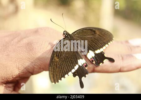 Farfalla sulla mano. Concetto in movimento isolato, Copia spazio Foto Stock