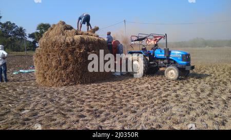 13 gennaio 2020, gli agricoltori indiani o i lavoratori agricoli che raccolgono il riso utilizzando la trincitura a paddy montata sul trattore, la macchina da raccolta o la trebbiatrice di riso meccanica. Foto Stock