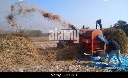 13 gennaio 2020, gli agricoltori indiani o i lavoratori agricoli che raccolgono il riso utilizzando la trincitura a paddy montata sul trattore, la macchina da raccolta o la trebbiatrice di riso meccanica. Foto Stock