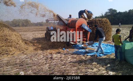 13 gennaio 2020, gli agricoltori indiani o i lavoratori agricoli che raccolgono il riso utilizzando la trincitura a paddy montata sul trattore, la macchina da raccolta o la trebbiatrice di riso meccanica. Foto Stock