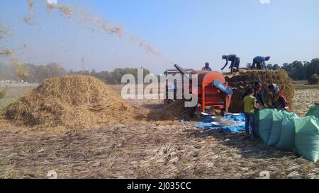 13 gennaio 2020, gli agricoltori indiani o i lavoratori agricoli che raccolgono il riso utilizzando la trincitura a paddy montata sul trattore, la macchina da raccolta o la trebbiatrice di riso meccanica. Foto Stock