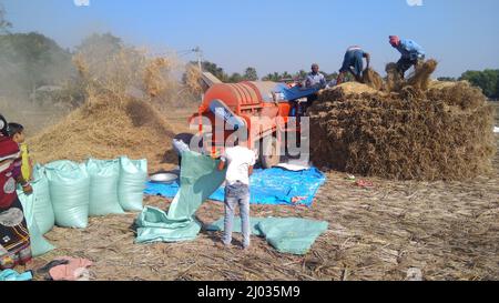 13 gennaio 2020, gli agricoltori indiani o i lavoratori agricoli che raccolgono il riso utilizzando la trincitura a paddy montata sul trattore, la macchina da raccolta o la trebbiatrice di riso meccanica. Foto Stock