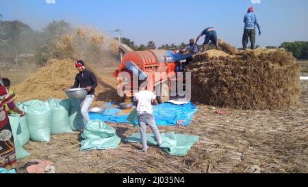 13 gennaio 2020, gli agricoltori indiani o i lavoratori agricoli che raccolgono il riso utilizzando la trincitura a paddy montata sul trattore, la macchina da raccolta o la trebbiatrice di riso meccanica. Foto Stock