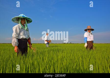 Campo di riso tra Novara e Vercelli, Piemonte, Italia, Europa Foto Stock