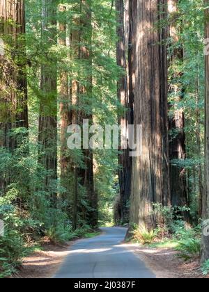 Strada attraverso le sequoie, Avenue of Giants, Humboldt Redwoods state Park, California, Stati Uniti d'America, Nord America Foto Stock