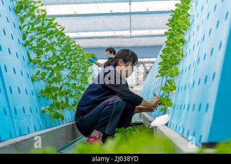 HEFEI, CINA - 16 MARZO 2022 - i lavoratori nella serra di una fabbrica di piante coltivano ortaggi piantando aerosol. Hefei, Anhui Province della Cina orientale Foto Stock