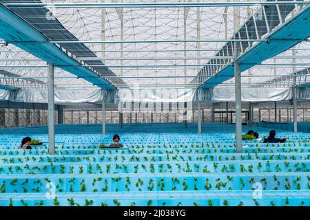 HEFEI, CINA - 16 MARZO 2022 - i lavoratori nella serra di una fabbrica di piante coltivano ortaggi piantando aerosol. Hefei, Anhui Province della Cina orientale Foto Stock