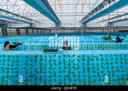 HEFEI, CINA - 16 MARZO 2022 - i lavoratori nella serra di una fabbrica di piante coltivano ortaggi piantando aerosol. Hefei, Anhui Province della Cina orientale Foto Stock