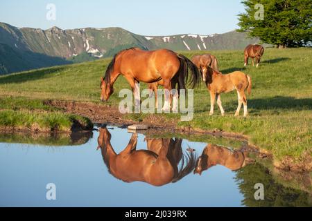 Madre cavallo (mare) con il suo nemico riflesso in un piccolo lago, Emilia Romagna, Italia, Europa Foto Stock