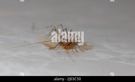 Scutigera coleoprata, Casa Centipede Foto Stock