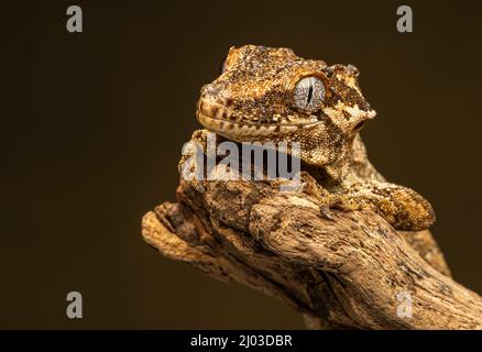 Gargoyle Gecko (Rhacodactylus auriculatus). Questa specie è originaria della Nuova Caledonia (un gruppo di isole tra le Figi e l'Australia) Foto Stock