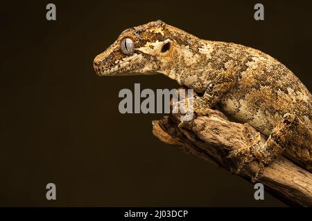 Gargoyle Gecko (Rhacodactylus auriculatus). Questa specie è originaria della Nuova Caledonia (un gruppo di isole tra le Figi e l'Australia) Foto Stock